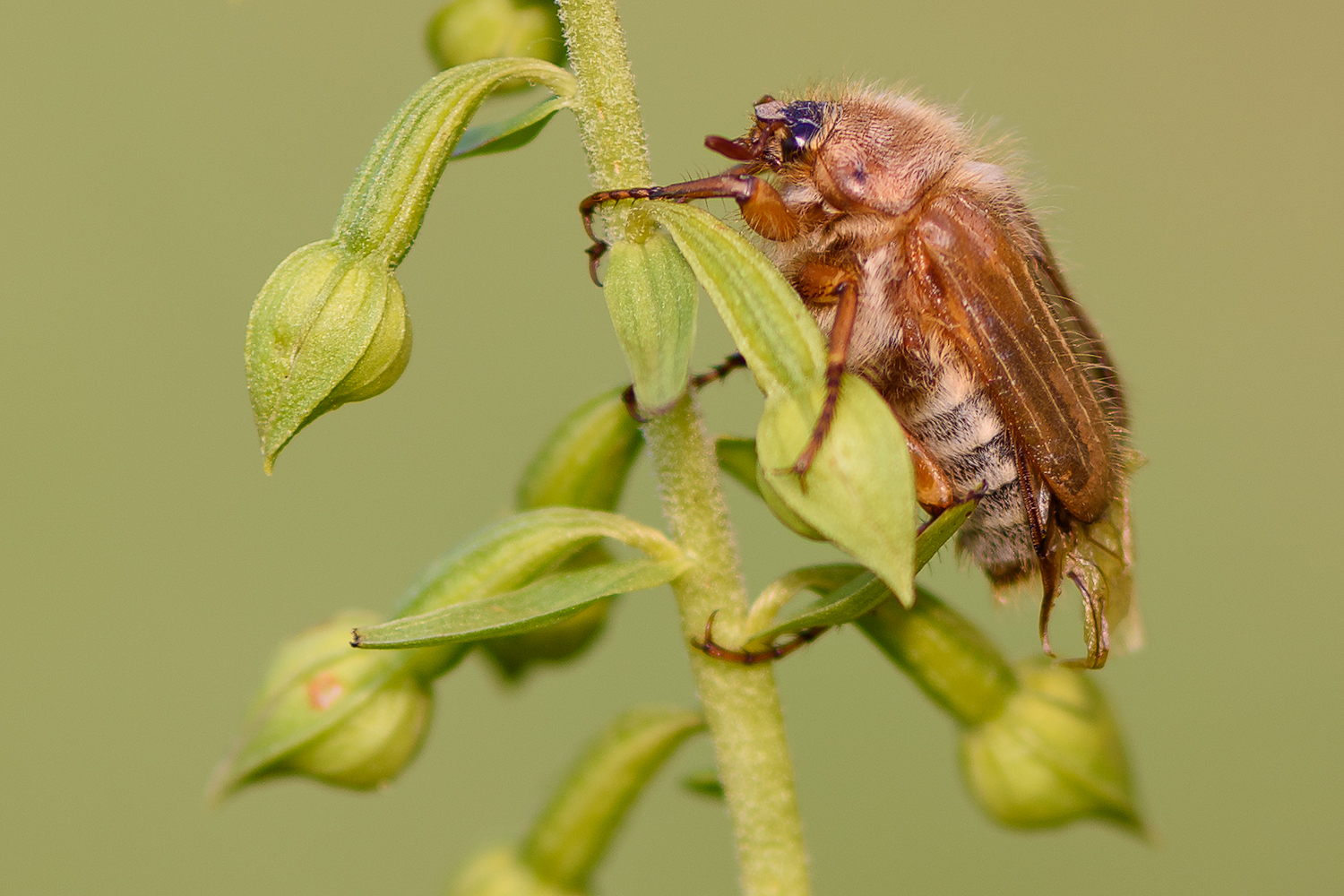 Gerippter Brachkäfer
