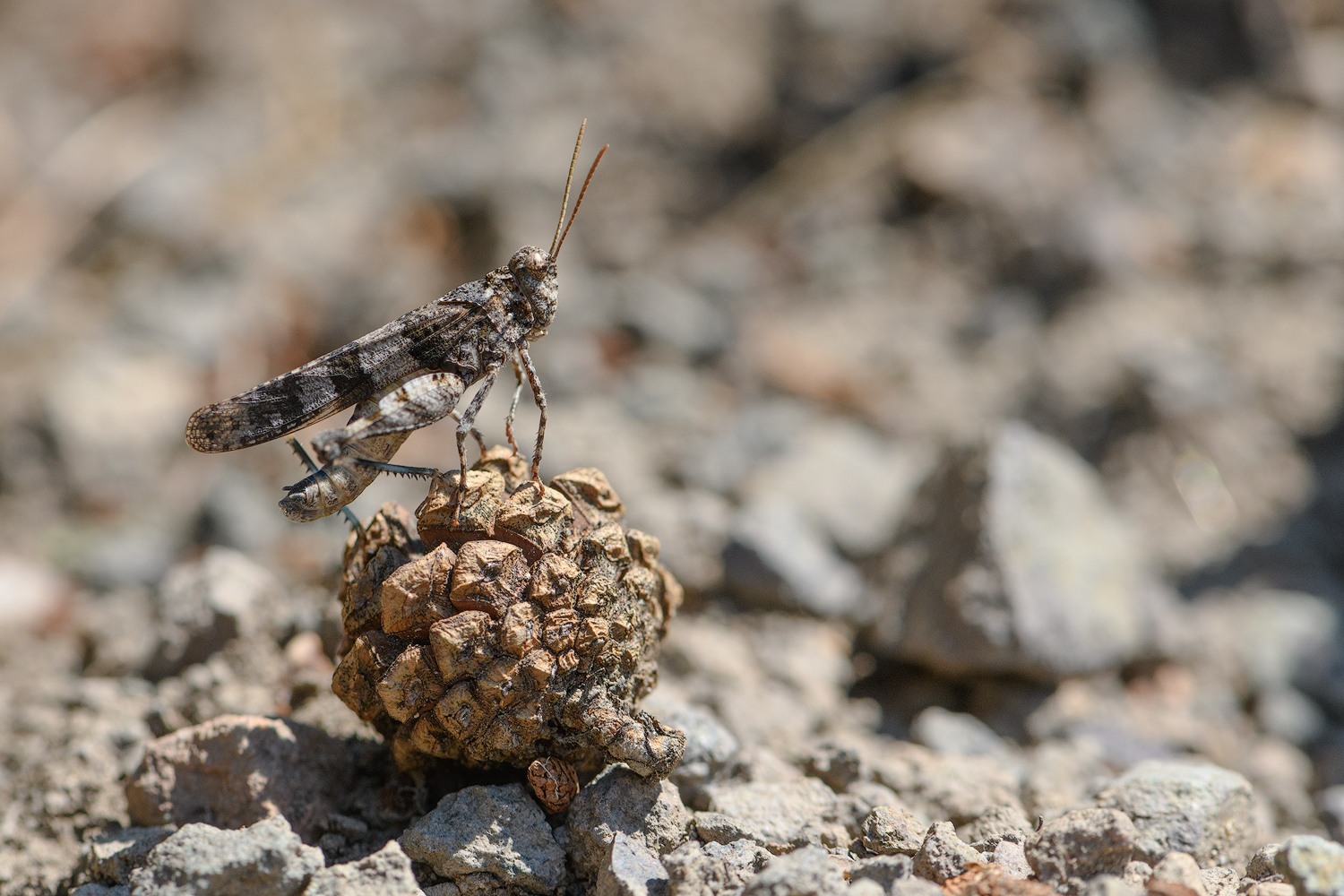 Insekten - Sonstige Insekten