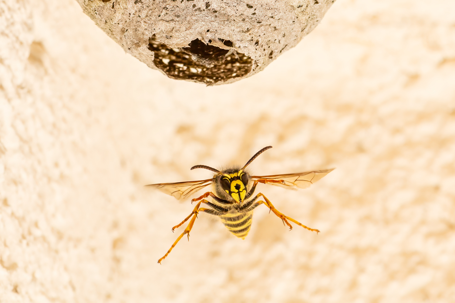 Sächsische Wespe