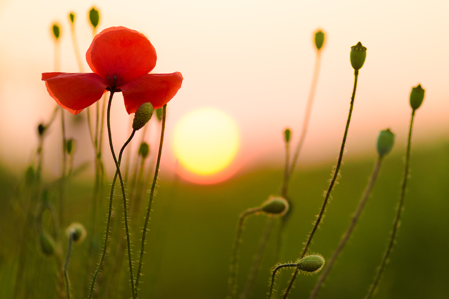 Klatschmohn