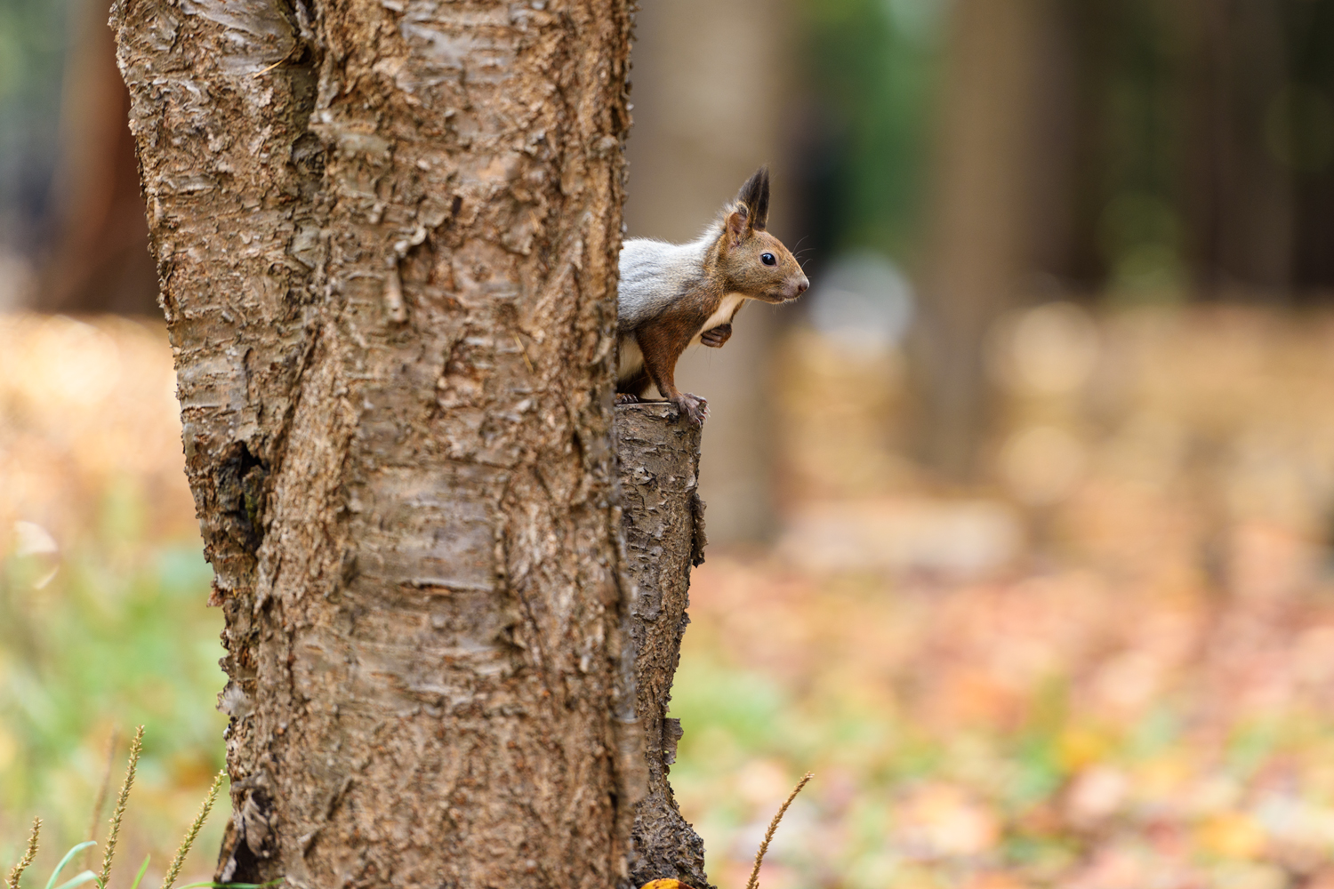Japanisches Eichhörnchen