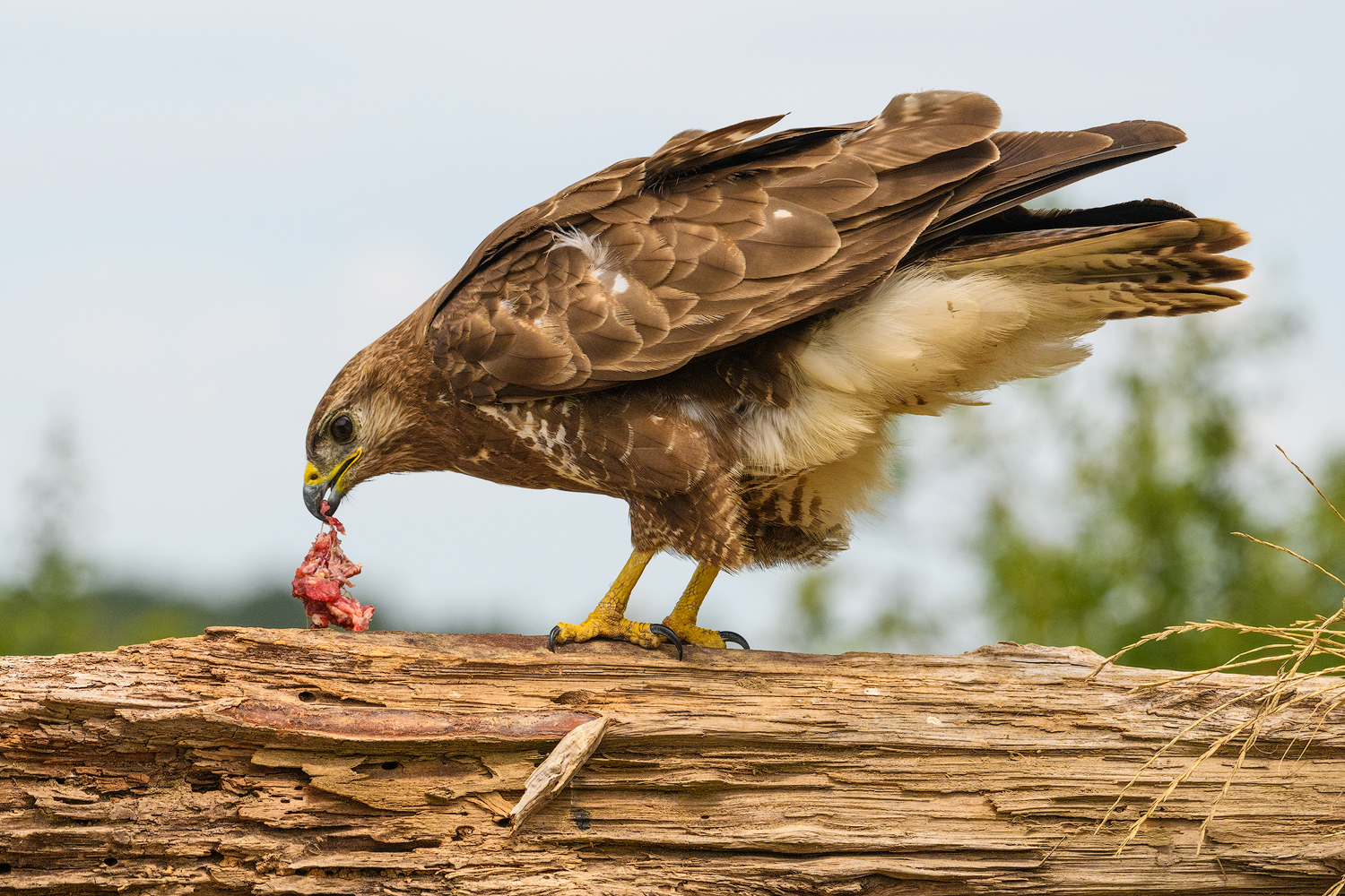 Mäusebussard