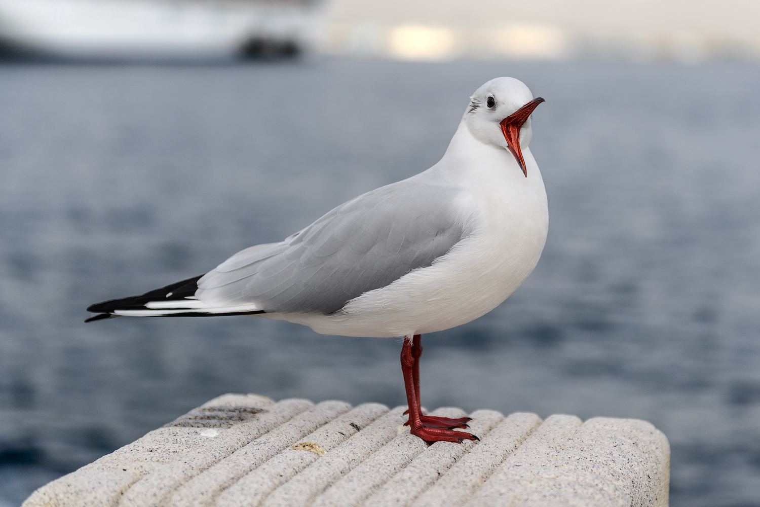Lachmöwe