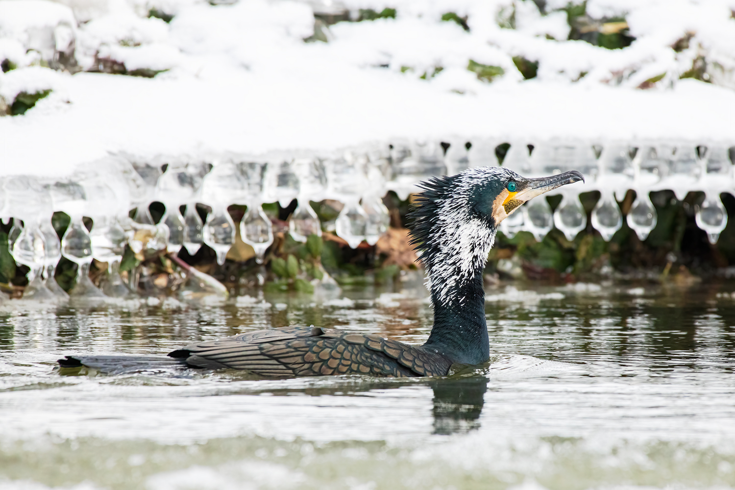 Kormoran