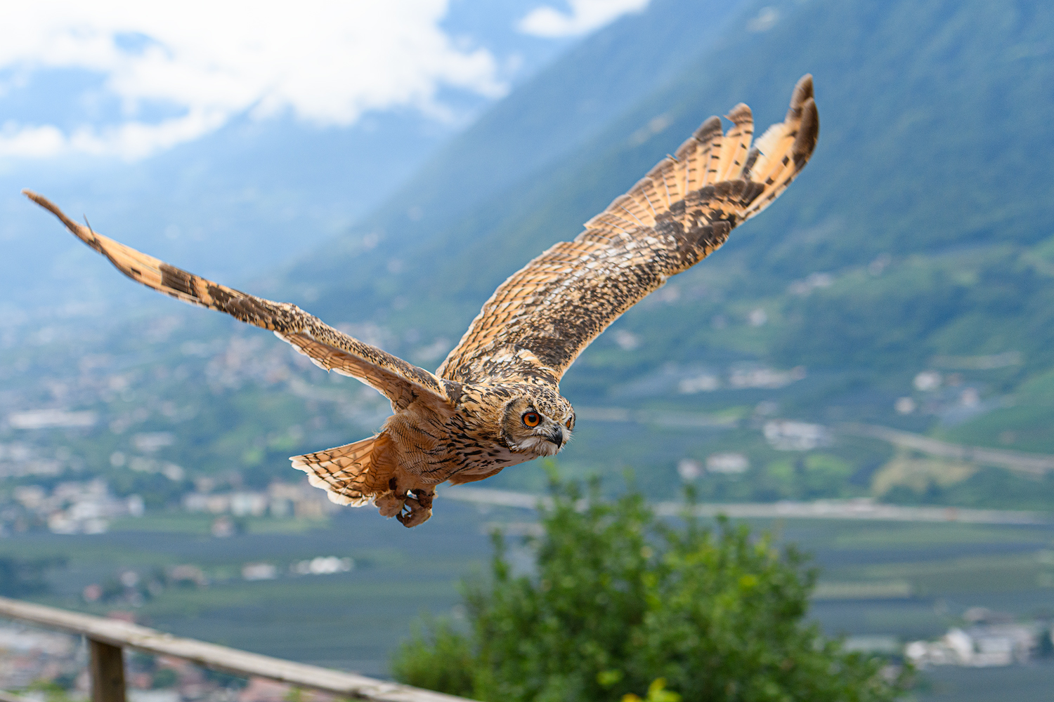 Uhu im Vogelpflegezentrum in Dorf Tirol